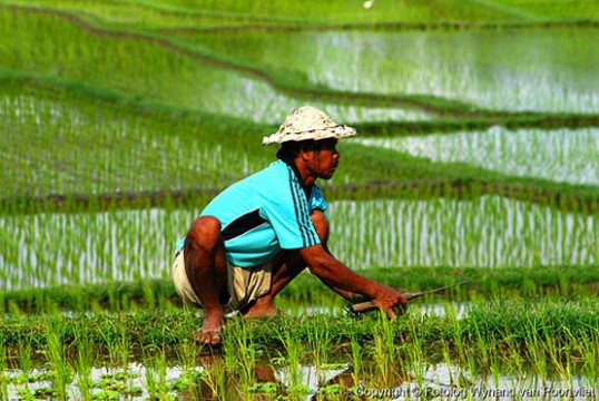 Permintaan KUR dari petani masih kecil